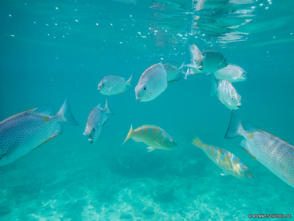 Ko Tao / Ko Nang Yuan Strahl Fisch Meer Unterwasser Ozean Wasser Zitterrochen Koralle Tauchen Riff Marine Hai Tropischer aquatische Stechrochen Hammerhai Tauchen Tauchgang Sonne Salzwasser Schwimmen tief exotische nass Taucher Sonnenlicht Sonnenstrahl Leben welligkeit Reisen Schwimmbad hell klar Strahlen transparente Licht Flüssigkeit Aquarium Entspannung Tourismus Urlaub seelandschaft Schwimmen Tiger shark Wildtiere Sonnenschein Scuba diver Tank Erholung Meerwasser Türkis Farbe Sport bunte Oberfläche Aqua Welle Sommer frische Luft erkunden Spaß Szene Reinheit Kolonie Exploration Tiefe Blasen horizontale Freizeit Schließen Reflexion unter Fische unter Bewegung Landschaft Coral reef Urlaub frisch Schnorchel Explorer Kreatur — Traum Reinigen Harmonie Delphin Säugetier Great White shark Schule ray fish sea underwater ocean water electric ray coral diving reef marine shark tropical aquatic stingray hammerhead scuba dive sun saltwater swimming deep exotic wet diver sunlight sunbeam life ripple travel pool bright clear rays transparent light liquid aquarium relaxation tourism vacation seascape swim tiger shark wildlife sunshine scuba diver tank recreation seawater turquoise color sport colorful surface aqua wave summer freshness explore fun scene purity colony exploration depth bubbles horizontal leisure close reflection beneath fishes below motion landscape coral reef holiday fresh snorkel explorer creature dream clean harmony dolphin mammal great white shark school