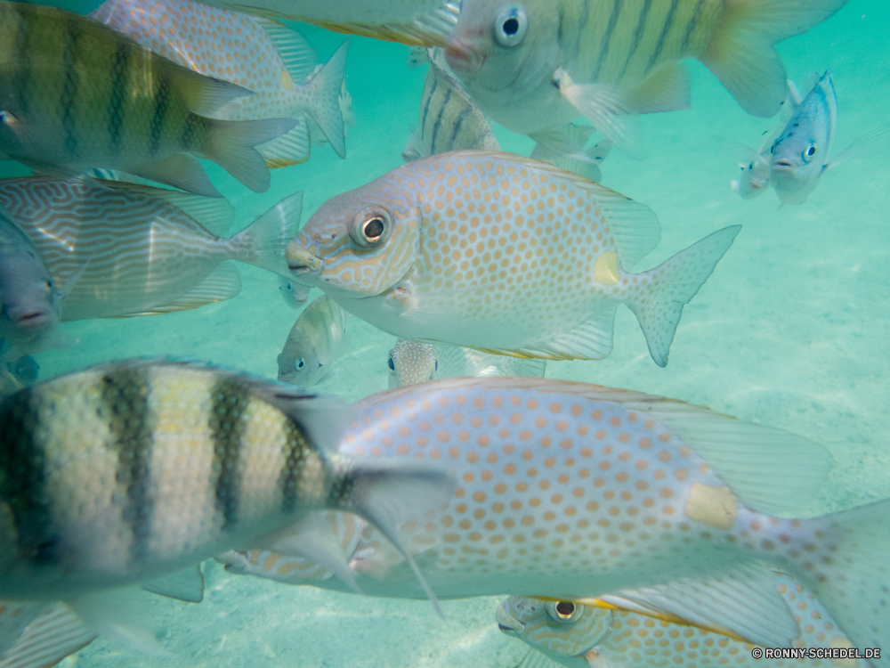 Ko Tao / Ko Nang Yuan Aquarium Schnapper Fisch Speisefische Unterwasser Wasser Tropischer Ozean Meer aquatische Marine Riff Goldfisch Schwimmen Koralle FIN Tauchen Tank Schwimmen spiny-finned fish Orange Tauchgang Schwanz Haustier Gold Fische Wildtiere Farbe bunte Tauchen Leben exotische Schüssel Karpfen Reisen Salzwasser Tierwelt Haustiere Tiere Bewegung hell tief Tourismus einzelne Urlaub gelb Teich Angeln Mund frei Mondfisch schwarz Umgebung transparente Lebensraum unter klar Wild Kopf Goldfischglas Golden Schließen Hobby Bewegung einfache allein Türkis Gruppe Auge Gill Flossen u-Boot Schwimmer Kolonie Skalen frisch Kreatur — Fisch und Meeresfrüchte Blasen lebendige Freiheit Fluss aquarium snapper fish food fish underwater water tropical ocean sea aquatic marine reef goldfish swim coral fin diving tank swimming spiny-finned fish orange dive tail pet gold fishes wildlife color colorful scuba life exotic bowl carp travel saltwater fauna pets animals motion bright deep tourism single vacation yellow pond fishing mouth free sunfish black environment transparent habitat under clear wild head fishbowl golden close hobby movement simple alone turquoise group eye gill fins submarine swimmer colony scales fresh creature seafood bubbles vivid freedom river