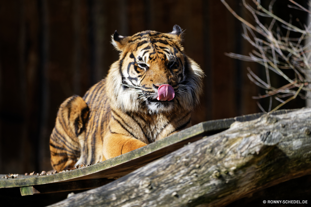  Tiger Großkatze Katzenartige Katze Wildtiere Raubtier Wild Zoo Pelz Streifen Fleischfresser Säugetier Dschungel Safari gestreift Jäger Katzen Jagd Tiger gefährliche Tiere Bestie Gefahr Schnurrhaare Wildkatze Tigerin Kopf heftige starrte Orange Gefangenschaft Jagd Auge Mund Porträt Tiger cat Blick Streifen Kreatur — majestätisch Schließen stielaugen schwarz Zähne Augen barthaare Säugetiere leistungsstarke Nase Leopard gefährdet Hauskatze Stiel Erhaltung Haare Zorn Attack pelzigen Männchen Suchen eine auf der Suche Klaue Ohr Muster Gras Haustier closeup macht wütend Wald Gesicht in Gefangenschaft Aggression Zunge Arten Studio nach unten Löwe Wasser tiger big cat feline cat wildlife predator wild zoo fur stripes carnivore mammal jungle safari striped hunter cats hunt tigers dangerous animals beast danger whiskers wildcat tigress head fierce staring orange captivity hunting eye mouth portrait tiger cat gaze stripe creature majestic close stare black teeth eyes whisker mammals powerful nose leopard endangered domestic cat stalk conservation hair anger attack furry male look one looking claw ear pattern grass domestic animal closeup power angry forest face captive aggression tongue species studio down lion water