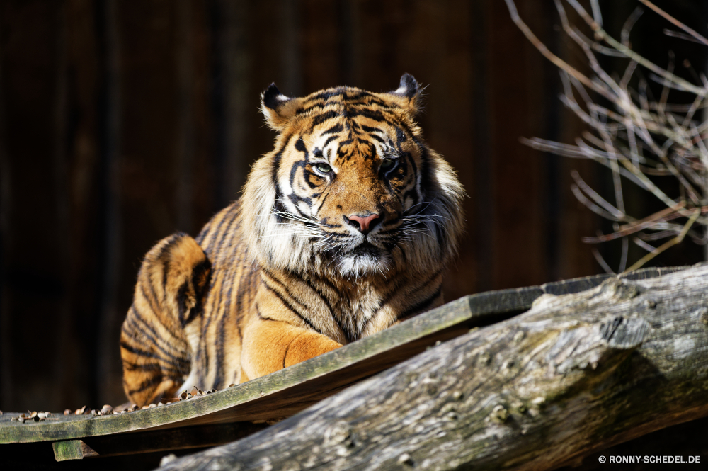  Tiger Großkatze Katze Katzenartige Wildtiere Raubtier Zoo Wild Pelz Streifen Fleischfresser Säugetier Dschungel Safari gestreift Jäger Jagd Tiger Katzen gefährliche Bestie Tiere Schnurrhaare Gefahr Tigerin heftige Wildkatze Gefangenschaft Kopf starrte Tiger cat Orange Mund Leopard Jagd Porträt Schließen Kreatur — Auge schwarz Hauskatze Blick Augen Streifen stielaugen leistungsstarke Zähne gefährdet majestätisch Erhaltung Säugetiere Stiel Nase barthaare eine Haare Haustier Zorn Attack pelzigen auf der Suche Muster macht Männchen Klaue Suchen Wald closeup Gesicht Arten wütend Gras Ohr Aggression Zunge nach unten Wasser Löwe tiger big cat cat feline wildlife predator zoo wild fur stripes carnivore mammal jungle safari striped hunter hunt tigers cats dangerous beast animals whiskers danger tigress fierce wildcat captivity head staring tiger cat orange mouth leopard hunting portrait close creature eye black domestic cat gaze eyes stripe stare powerful teeth endangered majestic conservation mammals stalk nose whisker one hair domestic animal anger attack furry looking pattern power male claw look forest closeup face species angry grass ear aggression tongue down water lion