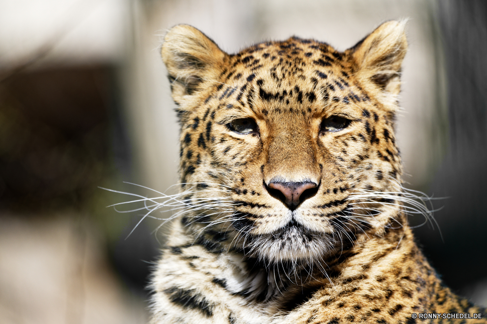  Leopard Pelz Katze Tierhaut Raubtier Wildtiere Katzenartige Wild Fleischfresser Säugetier Tier Safari Jäger Tiere Katzen Tiger gefährliche Zoo Porträt Löwe tierisches material Gefahr Kopf Jagd Dschungel getupft Schnurrhaare Schließen Großkatze Streifen Säugetiere Nase gestreift barthaare stielaugen Wildkatze Panther Auge gefährdet Jagd leistungsstarke Gras Gesicht Löwin heftige Haare Blick Augen Leoparden Streifen majestätisch Zoologie Ohr Mund in Gefangenschaft Orange behaarte Attack Park Suchen Süden Bedrohung Zorn starrte liegend Ruhe Arten müde reservieren Zähne zwei Marodeur gigantische auf der Suche natürliche Männchen Zwillinge Spiel schöne closeup Tigerin Löwen Jungtier Bestie Mähne pelzigen ruhelosigkeit Pflanze im freien Tiger Beute schwarz Flecken König vor Ort Wildnis exotische leopard fur cat animal skin predator wildlife feline wild carnivore mammal animal safari hunter animals cats tiger dangerous zoo portrait lion animal material danger head hunt jungle spotted whiskers close big cat stripes mammals nose striped whisker stare wildcat panther eye endangered hunting powerful grass face lioness fierce hair gaze eyes leopards stripe majestic zoology ear mouth captive orange hairy attack park look south threat anger staring lying calm species tired reserve teeth two marauder gigantic looking natural male twins game lovely closeup tigress lions cub beast mane furry resting plant outdoors tigers prey black spots king spot wilderness exotic