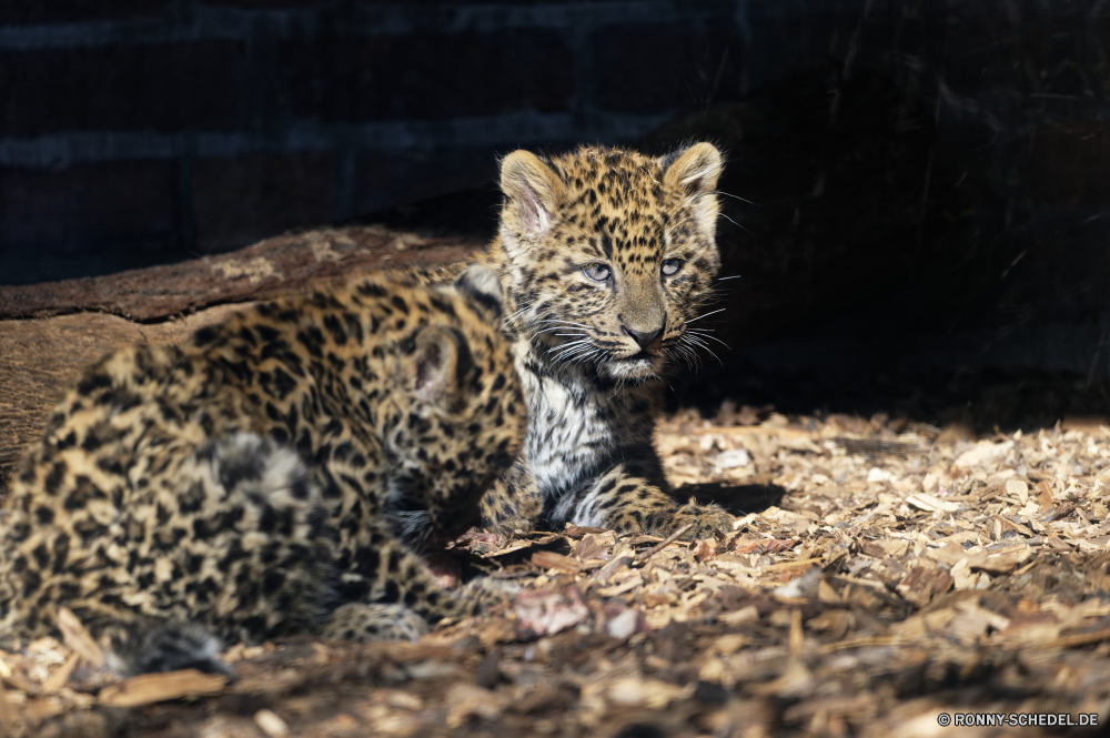  Leopard Pelz Katzenartige Katze Großkatze Wildtiere Wild Tierhaut Safari Raubtier Tiger Fleischfresser Säugetier Jäger Katzen Dschungel Zoo Jagd Tiere Streifen Schnurrhaare Gefahr gestreift gefährliche Jaguar getupft Wildkatze Kopf Jagd Porträt Panther heftige Säugetiere Auge leistungsstarke Nase Tier Zorn Leoparden tierisches material Streifen stielaugen barthaare Blick Ohr Tiger Orange majestätisch in Gefangenschaft gefährdet behaarte Attack Gras müde Haare Flecken Ruhe starrte liegend gigantische Gefangenschaft Bedrohung Zoologie Schließen Zähne Suchen Marodeur Tigerin Mund Bestie schöne Zwillinge Arten auf der Suche zwei reservieren Pflanze Süden Baum Park fünf schwarz Augen Gesicht wütend pelzigen Wald Zunge vor Ort Muster eine natürliche Schnee leopard fur feline cat big cat wildlife wild animal skin safari predator tiger carnivore mammal hunter cats jungle zoo hunt animals stripes whiskers danger striped dangerous jaguar spotted wildcat head hunting portrait panther fierce mammals eye powerful nose animal anger leopards animal material stripe stare whisker gaze ear tigers orange majestic captive endangered hairy attack grass tired hair spots calm staring lying gigantic captivity threat zoology close teeth look marauder tigress mouth beast lovely twins species looking two reserve plant south tree park five black eyes face angry furry forest tongue spot pattern one natural snow