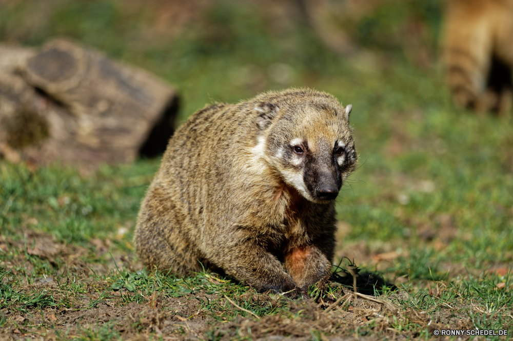  Säugetier Nagetier Murmeltier Wildtiere Dachs Wild Pelz Tier niedlich Zoo Mungo pelzigen Tiere Braun Aufzuchtbecken Schnauze Eichhörnchen Warnung Känguruh behaarte Kreatur — Schwanz Gesicht Pfote Igel Augen Beuteltier Auge Wallaby stehende liebenswert auf der Suche Schließen Porträt Organismus Boden Park Wache Schnurrhaare Tierwelt Nase Süden Gras dornige Borste Prärie stachelige Säugetiere Nadel Fels Haare Raubtier Affe Hecke-Schwein wachsamen stielaugen Wald Hund Wildnis natürliche Primas Stachelschwein Suche Hecke kuschelig winzige Verteidigung neugierig Ohr Baum Wüste Baby Frühling Suchen mammal rodent marmot wildlife badger wild fur animal cute zoo mongoose furry animals brown critter snout squirrel alert kangaroo hairy creature tail face paw hedgehog eyes marsupial eye wallaby standing adorable looking close portrait organism ground park guard whiskers fauna nose south grass spiny bristle prairie prickly mammals needle rock hair predator monkey hedge hog watchful stare forest dog wilderness natural primate porcupine lookout hedge cuddly tiny defense curious ear tree desert baby spring look