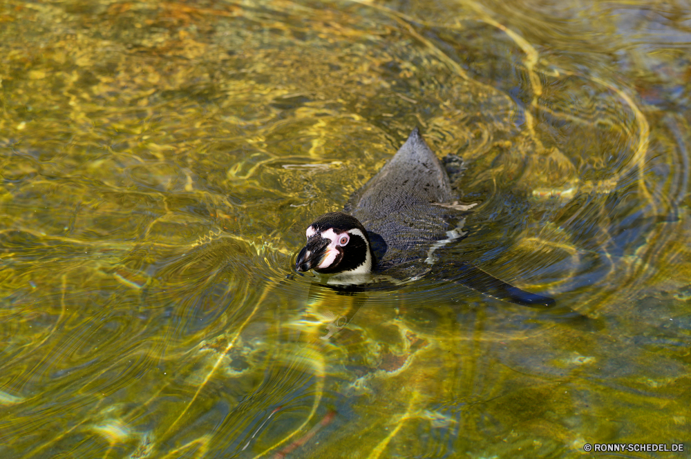  Wasser Vogel See Schnorchel Meer Ente Wildtiere Ozean Atmung-Gerät Blässhuhn aquatische Vogel Teich Alkenvögel Schwimmen Reflexion Wild Seevögel Schwimmen Fisch Gerät Sceada Fluss Schnabel Marine Federn nass Sommer Schnabeltier Wasservögel schwarz Feder Schwimmbad welligkeit im freien Welle Schildkröte Schreitvogel Park Säugetier aquatische fliegen Urlaub Reisen Flügel im freien Tropischer FIN Vögel Flügel natürliche Farbe Tauchen Delphin Zoo Unterwasser gelb Strand platsch Kopf Wellen Umgebung Reptil Küste Geflügel bunte Sumpfschildkröte schwimmende Mund Tiere Ruhe aktive Auge Sand Taucher Leben water bird lake snorkel sea duck wildlife ocean breathing device coot aquatic bird pond auk swim reflection wild seabird swimming fish device drake river beak marine feathers wet summer platypus waterfowl black feather pool ripple outdoor wave turtle wading bird park mammal aquatic fly vacation travel wing outdoors tropical fin birds wings natural color diving dolphin zoo underwater yellow beach splash head waves environment reptile coast fowl colorful terrapin floating mouth animals calm active eye sand diver life