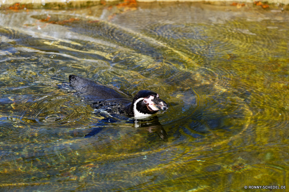  Wasser Ente See Vogel Wildtiere Fischotter Teich Sceada Schnabeltier Wild Fluss Säugetier Wasservögel Schwimmen Reflexion Schwimmen Meer im freien Ozean Park Feder Sommer Schnabel Stream natürliche aquatische Vogel Wald Landschaft nass Tiere Vögel im freien Fels Reisen Federn Umgebung Blässhuhn schwarz Geflügel Braun Flügel Gans Erhaltung Strand Ruhe ruhige Vogelgrippe Red-breasted merganser Welle Frühling gelb welligkeit Kopf fliegen Farbe Frieden Auge Enten Seen Leben Schwimmen aquatische Stein Wellen Urlaub friedliche Sonnenuntergang Küste niedlich Saison water duck lake bird wildlife otter pond drake platypus wild river mammal waterfowl swim reflection swimming sea outdoors ocean park feather summer beak stream natural aquatic bird forest landscape wet animals birds outdoor rock travel feathers environment coot black fowl brown wing goose conservation beach calm tranquil avian red-breasted merganser wave spring yellow ripple head fly color peace eye ducks lakes life float aquatic stone waves vacation peaceful sunset coast cute season