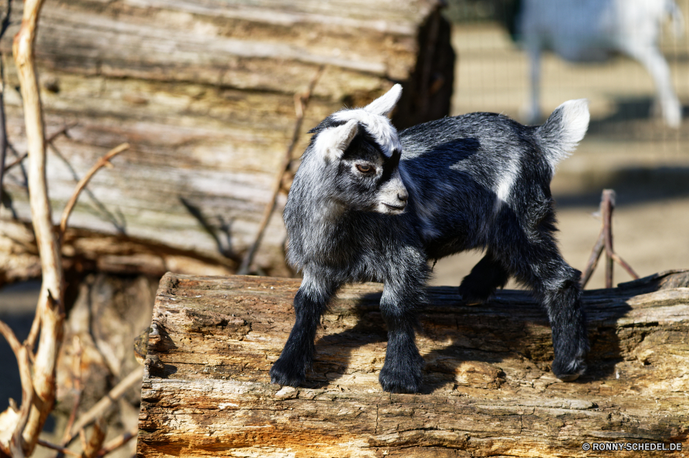  Seidenäffchen Affe Primas Wildtiere Wild niedlich Haustier Hund Säugetier Tiere Affe Pelz schwarz gefährdet Augen Zoo Braun Kreatur — pelzigen Katze Baum Schnauzer natürliche Porträt Kätzchen Terrier Schließen inländische behaarte Hundeartige Haustiere im freien Gesicht liebenswert Arten Safari auf der Suche Park seltene Minischnauzer Suchen Haare Erhaltung Auge Bauernhof Säugetiere außerhalb spielerische Kopf Spaß Baby Männchen wenig Leben marmoset monkey primate wildlife wild cute pet dog mammal animals ape fur black endangered eyes zoo brown creature furry cat tree schnauzer natural portrait kitten terrier close domestic hairy canine pets outdoors face adorable species safari looking park rare miniature schnauzer look hair conservation eye farm mammals outside playful head fun baby male little life