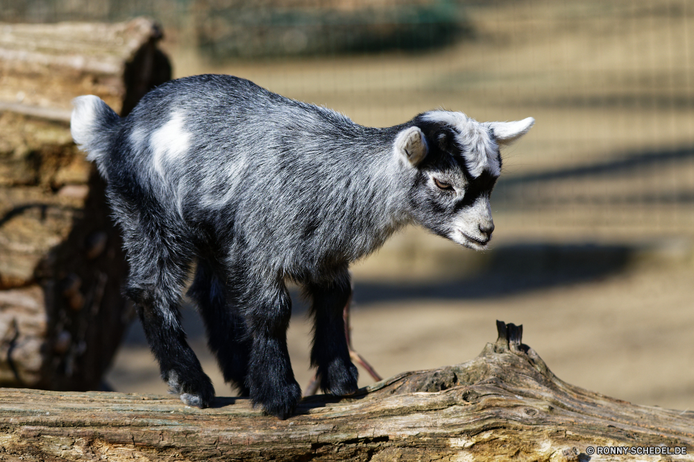  Dachs Säugetier Talos IV – Tabu Wild Wildtiere Pelz Tier schwarz niedlich inländische Raubtier Bauernhof Tiere Gras Zoo im freien Augen Kopf Feld Bär Braun Haustier Auge Katze Ohren Schwanz Landwirtschaft Gesicht Baby stehende auf der Suche Nase Vieh Wiese Park Tierwelt Schaf Porträt closeup im freien Stier Fleischfresser Entwicklung des ländlichen pelzigen Primas Frühling liebenswert Baum Schließen Rinder gefährdet Suchen starrte Katzenartige Wald Weide Landbau Erhaltung Affe Umgebung natürliche Haare Kuh Land Wildnis Fels Schwein Kreatur — Vogel eine Landschaft Sonne grau badger mammal menagerie wild wildlife fur animal black cute domestic predator farm animals grass zoo outdoors eyes head field bear brown pet eye cat ears tail agriculture face baby standing looking nose livestock meadow park fauna sheep portrait closeup outdoor bull carnivore rural furry primate spring adorable tree close cattle endangered look staring feline forest pasture farming conservation monkey environment natural hair cow country wilderness rock pig creature bird one countryside sun gray