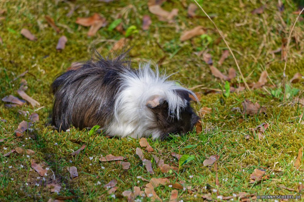  Meerschweinchen Nagetier Säugetier Haustier Pelz niedlich Hund inländische flauschige pelzigen Haustiere Terrier liebenswert Hundeartige Hase Porträt Nase zähmen Schnurrhaare Hase lustig wenig Schließen Tiere Haare Braun Schwein Ohr Guinea Studio behaarte Ohren Augen Jagdhund Welpe Ostern Haustier Gesicht Spielzeughund weiche auf der Suche Auge Freund closeup Spaß süß Zwerghamster Gras Hase Klauen Rennmaus schwarz Kopf Rasse Katze glücklich ziemlich Stammbaum reinrassige Kreatur — eine grau Schneiden Lop spielen liegend lange Detail Glück Leben Suchen Kätzchen guinea pig rodent mammal pet fur cute dog domestic fluffy furry pets terrier adorable canine rabbit portrait nose tame whiskers bunny funny little close animals hair brown pig ear guinea studio hairy ears eyes hunting dog puppy easter domestic animal face toy dog soft looking eye friend closeup fun sweet hamster grass hare claws gerbil black head breed cat happy pretty pedigree purebred creature one gray cut lop play lying long detail happiness life look kitten