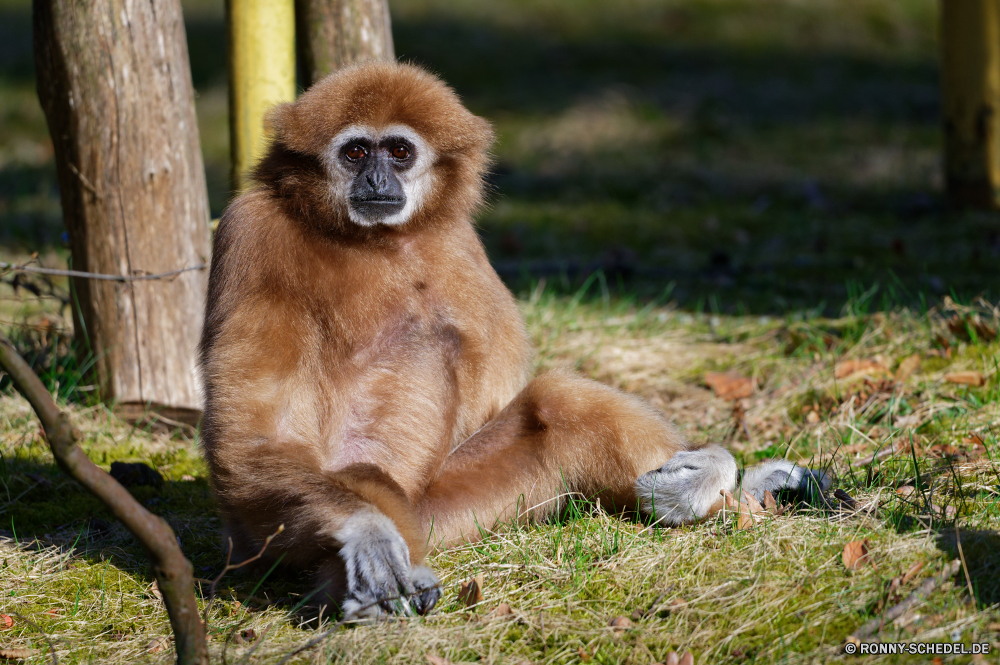  Gibbon Affe Primas Affe Wildtiere Wild Zoo Tiere Safari Pelz Gesicht niedlich gefährdet Säugetier behaarte Affen natürliche Säugetiere Gorilla Primaten Mutter Augen Erhaltung schwarz Park Braun reservieren Wald Porträt Affen Bestie Dschungel Kreatur — pelzigen Baum sitzen Gras Arten Auge Männchen Baby liebenswert Wildnis Essen Familie Mund Tropischer Kopf wenig seltene auf der Suche Suchen Haare Leben Reisen starke im freien Berge lustig aufgebläht Tiefland Makaken Gorillas Orang-Utan Lebensraum Tierwelt gibbon ape primate monkey wildlife wild zoo animals safari fur face cute endangered mammal hairy monkeys natural mammals gorilla primates mother eyes conservation black park brown reserve forest portrait apes beast jungle creature furry tree sitting grass species eye male baby adorable wilderness eating family mouth tropical head little rare looking look hair life travel strong outdoor mountains funny bellied lowland macaque gorillas orangutan habitat fauna