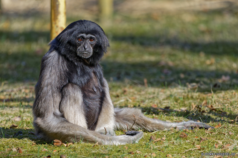  Affe Primas Affe Wildtiere Wild Zoo Tiere gefährdet Pelz Safari natürliche Affen Dschungel Gesicht Klammeraffe Baum Schimpanse Makaken Kreatur — Primaten Säugetiere schwarz Wald niedlich Gorilla Porträt behaarte Gibbon pelzigen Säugetier Mutter seltene Augen sitzen Affen Erhaltung Schimpanse Arten Tropischer im freien Essen Lebensraum Park reservieren lustig Familie Haare Mund Auge Bestie Ausdruck Reisen Kind Bäume Orang-Utan Suchen Entwicklung Pfanne Klettern Baby Essen Männchen wenig Leben ape primate monkey wildlife wild zoo animals endangered fur safari natural monkeys jungle face spider monkey tree chimpanzee macaque creature primates mammals black forest cute gorilla portrait hairy gibbon furry mammal mother rare eyes sitting apes conservation chimp species tropical outdoor eating habitat park reserve funny family hair mouth eye beast expression travel child trees orangutan look evolution pan climb baby eat male little life