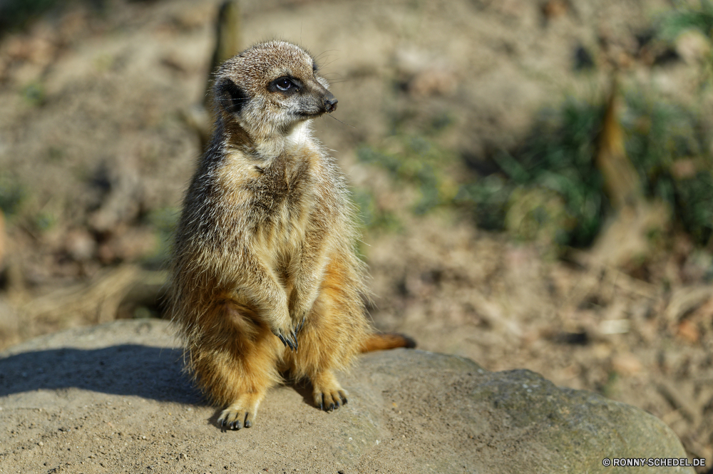  Säugetier Wildtiere Wild niedlich Pelz Mungo Nagetier Braun Zoo Vogel Gesicht Auge Schnabel pelzigen Tiere Porträt Süden Feder sitzen auf der Suche Schnauze Augen Haare Wüste Schließen stehende Warnung Wache Kreatur — Tierwelt Schwanz Wildnis Safari Eichhörnchen natürliche Säugetiere neugierig Kopf Park Erhaltung liebenswert wachsamen behaarte stielaugen Suche Fels Mund closeup lustig Ökologie Affe wenig im freien Boden Baum im freien Primas Affe Prärie südlichen Schnurrhaare Frühling Leben schwarz Murmeltier Gras Wald Raubtier Hund Essen Familie Suchen mammal wildlife wild cute fur mongoose rodent brown zoo bird face eye beak furry animals portrait south feather sitting looking snout eyes hair desert close standing alert guard creature fauna tail wilderness safari squirrel natural mammals curious head park conservation adorable watchful hairy stare lookout rock mouth closeup funny ecology monkey little outdoors ground tree outdoor primate ape prairie southern whiskers spring life black marmot grass forest predator dog eating family look