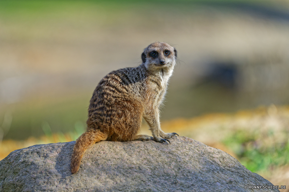  Säugetier Wildtiere Wild Pelz niedlich Zoo Nagetier Tiere Schwanz Kreatur — pelzigen Braun Eichhörnchen Warnung auf der Suche Augen Mungo Gesicht Wüste stehende Säugetiere liebenswert Wache Fels Schnauze neugierig sitzen Schnurrhaare Auge Park Wildnis Süden Haare wachsamen Porträt Suche Prärie winzige natürliche Aufmerksamkeit Tierwelt Boden Hund Schließen grau behaarte lustig im freien im freien stielaugen Gras Erhaltung Haustier Ökologie aufrecht Pfoten Affe Ohr außerhalb Essen Mund Suchen mammal wildlife wild fur cute zoo rodent animals tail creature furry brown squirrel alert looking eyes mongoose face desert standing mammals adorable guard rock snout curious sitting whiskers eye park wilderness south hair watchful portrait lookout prairie tiny natural attention fauna ground dog close gray hairy funny outdoor outdoors stare grass conservation pet ecology upright paws monkey ear outside eating mouth look