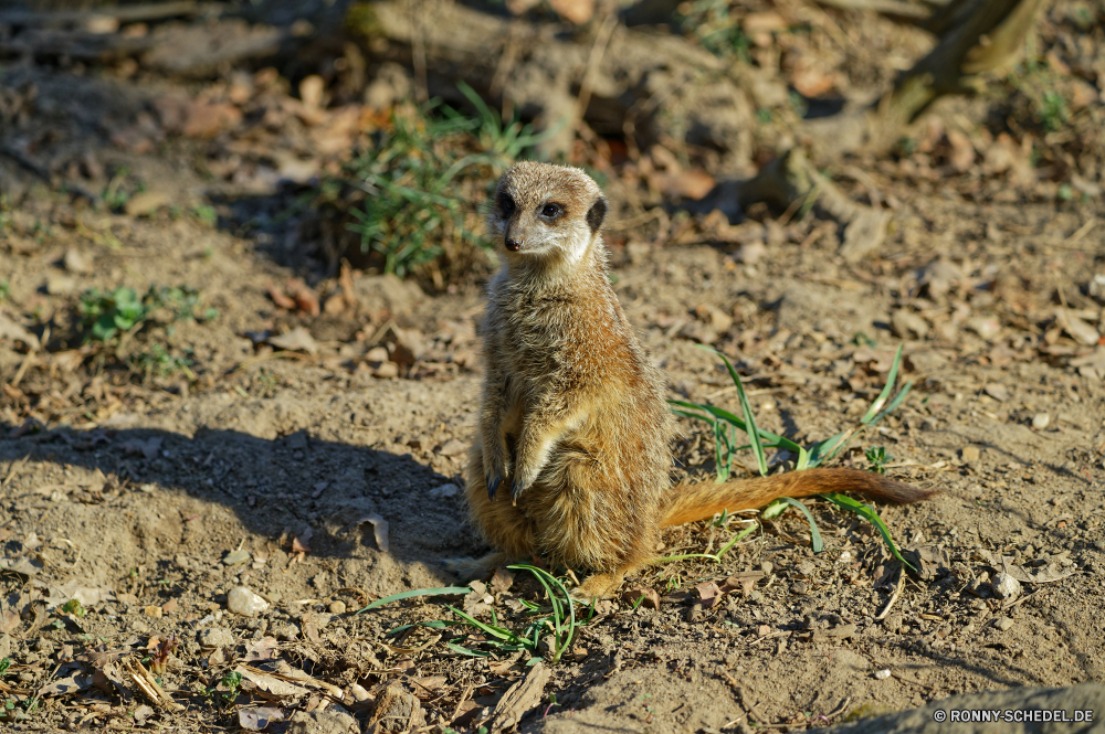  Säugetier Wildtiere Wild Mungo Nagetier niedlich Pelz Zoo Braun pelzigen Warnung stehende Eichhörnchen Schnauze Schwanz Wüste auf der Suche Kreatur — Tiere Gesicht Augen Wache sitzen Wildnis Süden Gras Park Fels liebenswert wachsamen Prärie Auge Boden Haare Tierwelt Schließen Hund Suche Igel neugierig Porträt im freien dornige Schnurrhaare im freien stielaugen Erhaltung Vogel Kopf Hecke Borste stachelige Pfote winzige Säugetiere Aufmerksamkeit Murmeltier eine closeup Murmeltier Federkiele Hecke-Schwein Stachelschwein Suchen Wirbelsäule Verteidigung Nadel gerade Baum natürliche lustig mammal wildlife wild mongoose rodent cute fur zoo brown furry alert standing squirrel snout tail desert looking creature animals face eyes guard sitting wilderness south grass park rock adorable watchful prairie eye ground hair fauna close dog lookout hedgehog curious portrait outdoor spiny whiskers outdoors stare conservation bird head hedge bristle prickly paw tiny mammals attention marmot one closeup groundhog quills hedge hog porcupine look spine defense needle watching tree natural funny