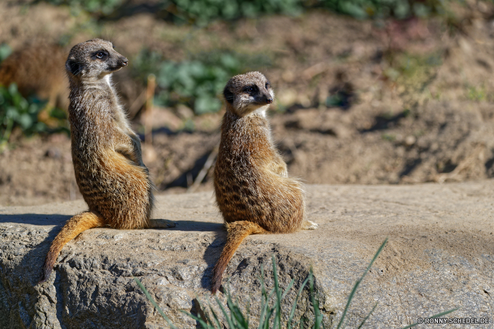  Säugetier Wildtiere Wild Wüste Pelz Zoo Mungo niedlich Braun Kamel Tiere Vogel auf der Suche stehende Nagetier Süden Kopf Sand Warnung Wache Reisen Augen Haare Gesicht Wildnis pelzigen Schließen Auge Tourismus wachsamen Porträt Erhaltung Fels im freien Suche Dromedar Transport Kreatur — Boden Park Düne stielaugen Hals gerade Tierwelt Safari Feder sitzen Mund im freien nationalen Sommer Prärie Schnauze Schnabel Osten Himmel Landschaft inländische Murmeltier Vögel Schnurrhaare neugierig Bereich Hund lustig Familie mammal wildlife wild desert fur zoo mongoose cute brown camel animals bird looking standing rodent south head sand alert guard travel eyes hair face wilderness furry close eye tourism watchful portrait conservation rock outdoors lookout dromedary transportation creature ground park dune stare neck watching fauna safari feather sitting mouth outdoor national summer prairie snout beak east sky landscape domestic marmot birds whiskers curious area dog funny family