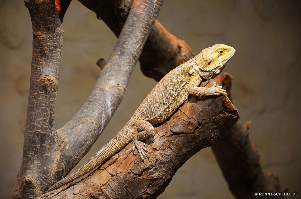 Troparium Butterfly Eidechse Reptil gemeinsamen Leguan Wildtiere Rüschen-Eidechse Leguan Wild Auge Drache Chamäleon Alligator Eidechse Skala Tiere Haustier Zoo Tropischer Schließen exotische Tarnung Wirbeltiere Baum auf der Suche Branch Crawlen langsam Kreatur — Amphibie Reptilien Skalen Tierwelt Schwanz Fels Reptilien Haut Kopf Textfreiraum Erhaltung im freien Farbe gefährdet im freien Schildkröte gelb Schildkröte u-s ein Tier Arten Raubtier Schale Gecko Wüste bunte Eidechsen Dinosaurier closeup starrte Gras gefährliche schuppig wildes Tier Zoologie Wald Wirbelsäule Dschungel Augen Monitor Park Umgebung Gesicht lizard reptile common iguana wildlife frilled lizard iguana wild eye dragon chameleon alligator lizard scale animals pet zoo tropical close exotic camouflage vertebrate tree looking branch crawling slow creature amphibian reptilian scales fauna tail rock reptiles skin head copy space conservation outdoors color endangered outdoor turtle yellow tortoise u s one animal species predator shell gecko desert colorful lizards dinosaur closeup staring grass dangerous scaly wild animal zoology forest spine jungle eyes monitor park environment face