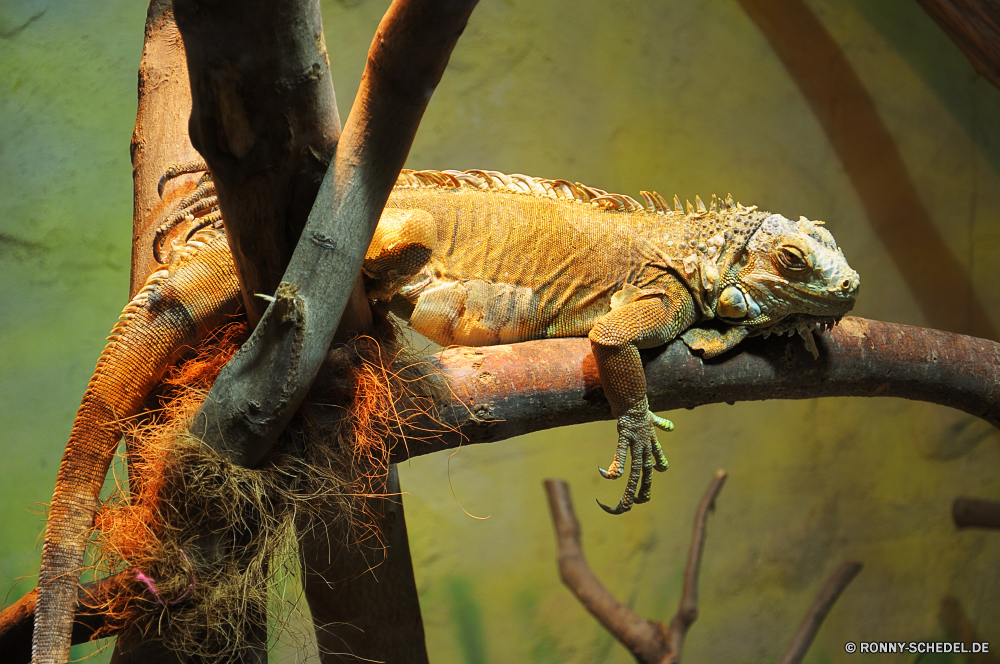 Troparium Butterfly gemeinsamen Leguan Eidechse Reptil Wildtiere Leguan Drache Auge Wild Haustier Skala Chamäleon Zoo Wirbeltiere Tropischer Schließen Kreatur — Erhaltung Tiere langsam Branch auf der Suche Crawlen Reptilien Tarnung Skalen gefährdet Schwanz bunte Baum Arten Haut Sauriers Farbe exotische gelb Kopf Dinosaurier Wirbelsäule starrte Wasser Tierwelt Dragoner ur Schildkröte Primitive Amphibie Schildkröte schwarz Braun Fels closeup Dschungel Gras Antike Haustiere Schale gefährliche Ökologie Park Gefahr Reptilien Kamm Riese Raubtier Wüste im freien Umgebung Schutz common iguana lizard reptile wildlife iguana dragon eye wild pet scale chameleon zoo vertebrate tropical close creature conservation animals slow branch looking crawling reptilian camouflage scales endangered tail colorful tree species skin saurian color exotic yellow head dinosaur spine staring water fauna dragoon primal tortoise primitive amphibian turtle black brown rock closeup jungle grass ancient pets shell dangerous ecology park danger reptiles crest giant predator desert outdoors environment protection