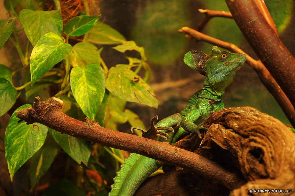 Troparium Butterfly Smaragdeidechse Eidechse Reptil Wildtiere Chamäleon Wild Baum Auge Leguan Drache Tropischer Branch Skala Haustier Wirbeltiere Tiere Zoo Blatt Farbe Schließen Wald Tarnung Erhaltung exotische Frühling Kreatur — Schwanz Umgebung bunte Pflanze Reptilien gelb im freien Tierwelt Haut Park Crawlen Arten Vogel Schlange Skalen gefährdet auf der Suche Dschungel im freien Garten Ökologie natürliche Blätter Leben Blume gemeinsamen Leguan texturierte green lizard lizard reptile wildlife chameleon wild tree eye iguana dragon tropical branch scale pet vertebrate animals zoo leaf color close forest camouflage conservation exotic spring creature tail environment colorful plant reptilian yellow outdoors fauna skin park crawling species bird snake scales endangered looking jungle outdoor garden ecology natural leaves life flower common iguana textured