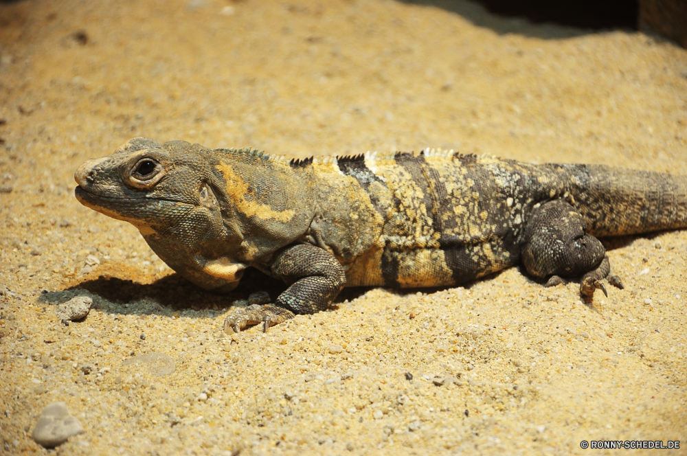 Troparium Butterfly gemeinsamen Leguan Eidechse Reptil Wildtiere Leguan Auge Wild Drache Skala Haustier Zoo Tropischer Schließen Tiere Wirbeltiere Haut Schildkröte auf der Suche langsam exotische Tarnung Kopf Schildkröte gefährdet Kreatur — closeup Schale Erhaltung Chamäleon Reptilien Crawlen Skalen Arten Fels gefährliche Sauriers Branch Amphibie Riese Tierwelt Schwanz Wüste bunte Park starrte Raubtier gelb Farbe im freien Augen Schutz Textfreiraum Dinosaurier Umgebung Zoologie Monster Gras Wasser Insel Gefahr Eidechsen Reptilien Wirbelsäule Haustiere Baum eine Krokodil u-s Kamm ein Tier Gesicht im freien trocken schwarz common iguana lizard reptile wildlife iguana eye wild dragon scale pet zoo tropical close animals vertebrate skin turtle looking slow exotic camouflage head tortoise endangered creature closeup shell conservation chameleon reptilian crawling scales species rock dangerous saurian branch amphibian giant fauna tail desert colorful park staring predator yellow color outdoors eyes protection copy space dinosaur environment zoology monster grass water island danger lizards reptiles spine pets tree one crocodile u s crest one animal face outdoor dry black