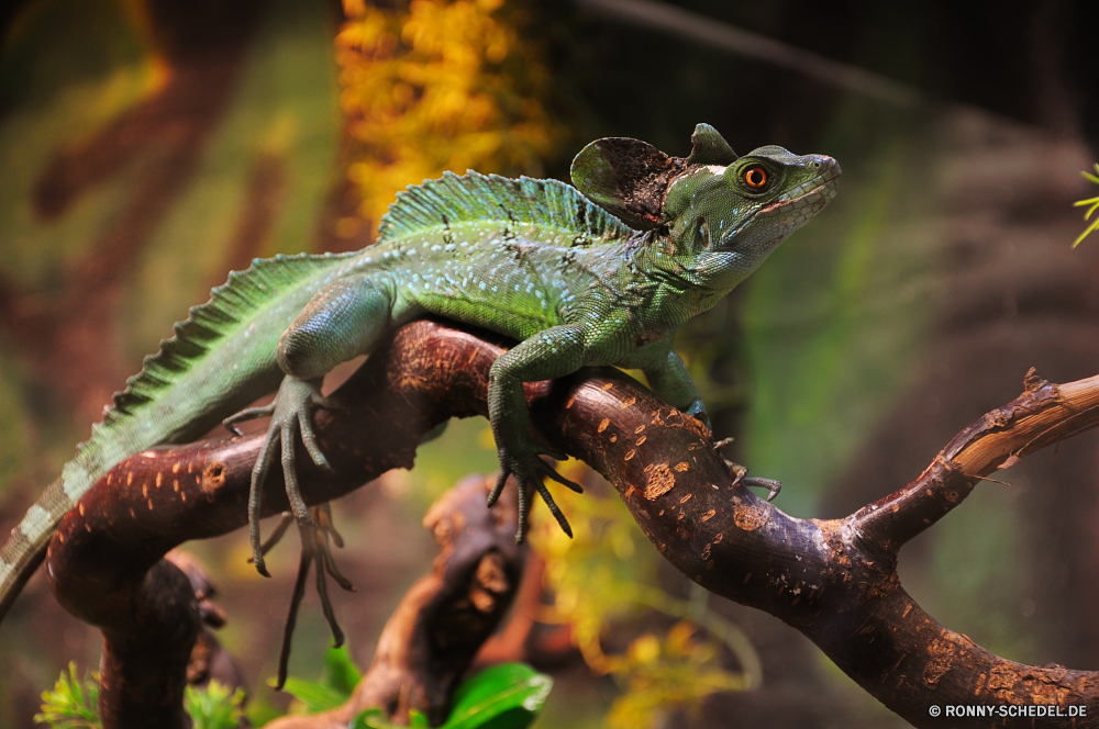 Troparium Butterfly Chamäleon Eidechse Reptil gemeinsamen Leguan Wildtiere Auge Smaragdeidechse Leguan Drache Person Skala Haustier Wirbeltiere Tiere Tarnung Branch Wild Reptilien Tropischer auf der Suche Zoo Schwanz Farbe Schließen Sauriers bunte Baum Haut Erhaltung Kreatur — Amphibie Frosch Dragoner ur Primitive Skalen gefährdet langsam schwarz gelb Tierwelt Orange Augen exotische Kopf Pigment Crawlen Wirbelsäule Blatt Insektenfresser Dinosaurier starrte Haustiere closeup träge Reptilien Monster Wüste Umgebung im freien langsam bewegen arboreal Eidechsen Suchen Augen Fels Dschungel Türkis Studio Pflanzen Gecko chameleon lizard reptile common iguana wildlife eye green lizard iguana dragon person scale pet vertebrate animals camouflage branch wild reptilian tropical looking zoo tail color close saurian colorful tree skin conservation creature amphibian frog dragoon primal primitive scales endangered slow black yellow fauna orange eyes exotic head pigment crawling spine leaf insectivore dinosaur staring pets closeup sluggish reptiles monster desert environment outdoors slow moving arboreal lizards look eyed rock jungle turquoise studio plants gecko