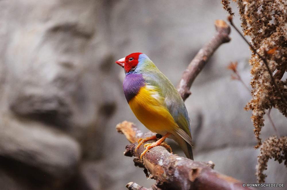 Troparium Butterfly Vogel Papagei Schnabel Feder Flügel Wildtiere Waldsänger Wild Baum Tier Branch gelb Finken Tropischer Auge Vögel Ara Vogelgrippe bunte Federn Wald Stieglitz Porträt Zoo niedlich Haustier Farbe sitzen Flügel im freien Wirbeltiere Tierwelt Haustiere Park Barsch Garten fliegen exotische Kopf Frühling Schließen Tiere Sittich Leben Schwanz schwarz hocken natürliche Essen Orange Schnee Kreatur — closeup Regenbogen hell Sperling Umgebung Kanarische Hinterhof Studio wenig Farben Kanarienvogel Vogel thront Ornithologie Männchen Saison Stock ruhelosigkeit Rechnung Freiheit woody plant Essen bird parrot beak feather wing wildlife warbler wild tree animal branch yellow finch tropical eye birds macaw avian colorful feathers forest goldfinch portrait zoo cute pet color sitting wings outdoors vertebrate fauna pets park perch garden fly exotic head spring close animals parakeet life tail black perching natural eating orange snow creature closeup rainbow bright sparrow environment canary backyard studio little colors canary bird perched ornithology male season stick resting bill freedom woody plant food