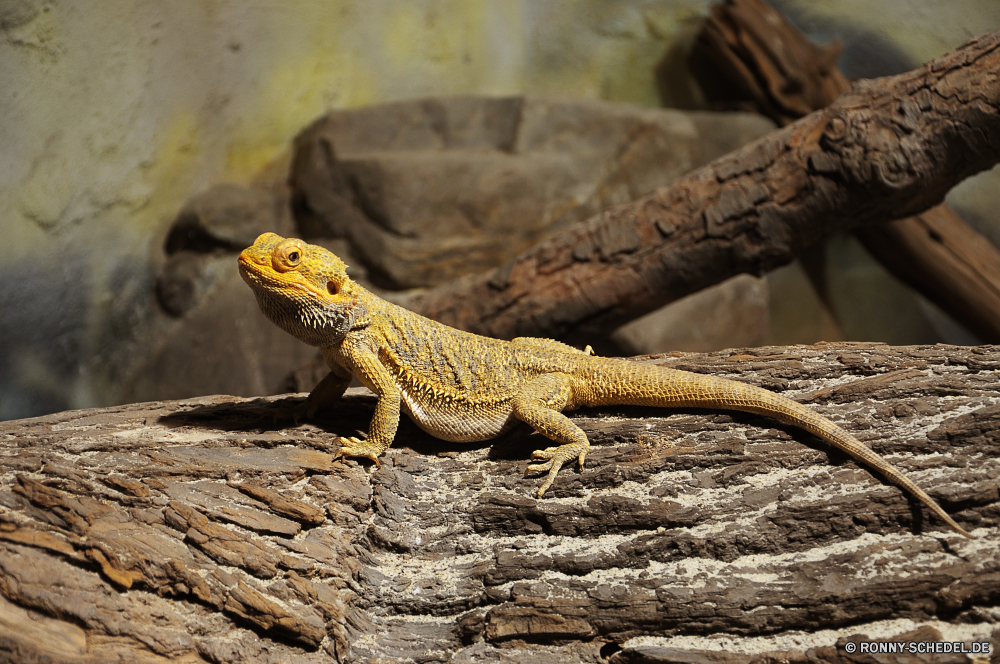 Troparium Butterfly Eidechse Reptil Wildtiere Auge Wild Haustier Skala Drache Leguan Kreatur — Wirbeltiere Gecko Tiere Reptilien auf der Suche exotische Chamäleon Tropischer Zoo Tarnung Erhaltung Branch Farbe Arten gefährdet Schließen Haut Baum Tierwelt Reptilien ur Sauriers Primitive Skalen starrte Schwanz bunte Amphibie Textfreiraum closeup gelb Wüste Ökologie Pigment Crawlen Frosch im freien Fels Augen u-s multicolor im freien Wald Umgebung Eidechsen Dinosaurier wildes Tier Leopard getupft Fuß Park Gefahr Wilde Tiere ein Tier Zoologie Leben langsam Wirbelsäule Blatt Dschungel Raubtier Orange gefährliche Felsen Mund lizard reptile wildlife eye wild pet scale dragon iguana creature vertebrate gecko animals reptilian looking exotic chameleon tropical zoo camouflage conservation branch color species endangered close skin tree fauna reptiles primal saurian primitive scales staring tail colorful amphibian copy space closeup yellow desert ecology pigment crawling frog outdoor rock eyes u s multicolor outdoors forest environment lizards dinosaur wild animal leopard spotted walking park danger wild animals one animal zoology life slow spine leaf jungle predator orange dangerous rocks mouth