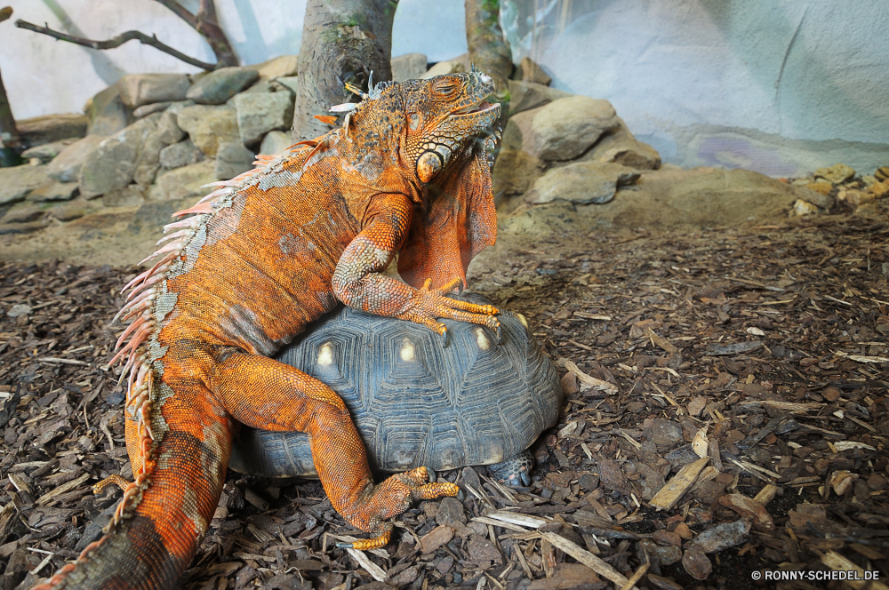 Troparium Butterfly gemeinsamen Leguan Eidechse Wildtiere Reptil Wild Leguan Drache Auge Zoo Skala Haustier Schließen langsam Erhaltung Kopf Schildkröte Schildkröte Wirbeltiere gefährdet Tropischer Gras Schale Gesicht Reptilien Braun Haut Sauriers Chamäleon Dinosaurier Riese Porträt im freien Tierwelt Kreatur — Safari Wasser Tiere Ökologie Branch Säugetier Amphibie Elefant Skalen Arten auf der Suche Fels Antike Haustiere Schwanz Baum alt Park closeup ur Kamm Tarnung Wirbelsäule starrte Augen Skulptur gefährliche Wüste Umgebung Schutz Leben common iguana lizard wildlife reptile wild iguana dragon eye zoo scale pet close slow conservation head tortoise turtle vertebrate endangered tropical grass shell face reptilian brown skin saurian chameleon dinosaur giant portrait outdoors fauna creature safari water animals ecology branch mammal amphibian elephant scales species looking rock ancient pets tail tree old park closeup primal crest camouflage spine staring eyes sculpture dangerous desert environment protection life