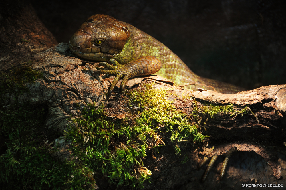 Troparium Butterfly Eidechse Chamäleon gemeinsamen Leguan Reptil Wildtiere langsam Schildkröte Schale Wild Schildkröte Person Haustier Tiere Schließen Auge Erhaltung Leguan Drache Tropischer Zoo Skala Kreatur — Fels Wasser auf der Suche Riese gefährdet Amphibie Skalen closeup Wirbeltiere Braun Gras bunte im freien Reptilien Reptilien Arten Meer gelb Kopf im freien Sauriers Primitive Crawlen Tarnung niedlich Augen Farbe Umgebung exotische Schnecke träge schleimige Crawl Insel Schutz Blatt lizard chameleon common iguana reptile wildlife slow turtle shell wild tortoise person pet animals close eye conservation iguana dragon tropical zoo scale creature rock water looking giant endangered amphibian scales closeup vertebrate brown grass colorful outdoor reptiles reptilian species sea yellow head outdoors saurian primitive crawling camouflage cute eyes color environment exotic snail sluggish slimy crawl island protection leaf