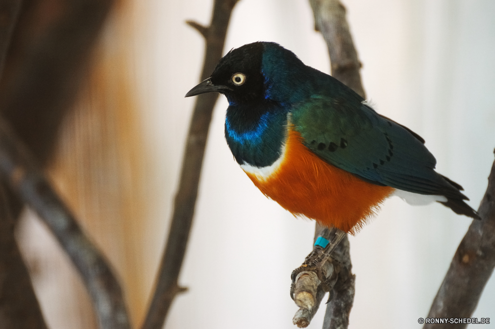 Troparium Butterfly Vogel Wirbeltiere Tier Wildtiere Schnabel Flügel Feder Papagei Chordatiere Wild Ara Tropischer bunte Federn gelb Zoo Branch exotische Auge Vogelgrippe Tierwelt Baum Vögel Flügel Haustier Farbe Wald Tiere Barsch Rechnung niedlich Gefieder hell Park natürliche Orange Sittich Porträt Haustiere Kopf Dschungel fliegen schwarz Schließen im freien sitzen Leben Papageien Ornithologie Regenbogen thront hocken Farben Multi Talos IV – Tabu gefiedert Tukan Arten closeup Voliere Tropen Kreatur — bird vertebrate animal wildlife beak wing feather parrot chordate wild macaw tropical colorful feathers yellow zoo branch exotic eye avian fauna tree birds wings pet color forest animals perch bill cute plumage bright park natural orange parakeet portrait pets head jungle fly black close outdoors sitting life parrots ornithology rainbow perched perching colors multi menagerie feathered toucan species closeup aviary tropics creature