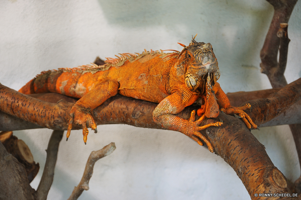 Troparium Butterfly gemeinsamen Leguan Eidechse Reptil Wildtiere Leguan Haustier Auge Drache Klaue Skala Schließen Wirbeltiere Zoo Farbe Krebse Raubtier Chamäleon Insekt Wild Krustentier Tropischer Sauriers Branch Haut Reptilien Schwanz schwarz Erhaltung Tiere Tierwelt Kreatur — auf der Suche natürliche Tarnung Skalen beängstigend Haustiere Statue Fisch und Meeresfrüchte Pferd Augen Wüste Feinschmecker Hummer Kopf Fisch Essen alt Fleisch gruselig Aggression starrte Schale Meer gekocht Gefahr Wirbellose Braun closeup Dragoner ur Primitive Organismus Schalentiere gefährdet langsam Jagd Wirbelsäule Kampf Baum Abendessen gelb bunte common iguana lizard reptile wildlife iguana pet eye dragon claw scale close vertebrate zoo color crayfish predator chameleon insect wild crustacean tropical saurian branch skin reptilian tail black conservation animals fauna creature looking natural camouflage scales scary pets statue seafood horse eyes desert gourmet lobster head fish food old meat creepy aggression staring shell sea cooked danger invertebrate brown closeup dragoon primal primitive organism shellfish endangered slow hunting spine fight tree dinner yellow colorful