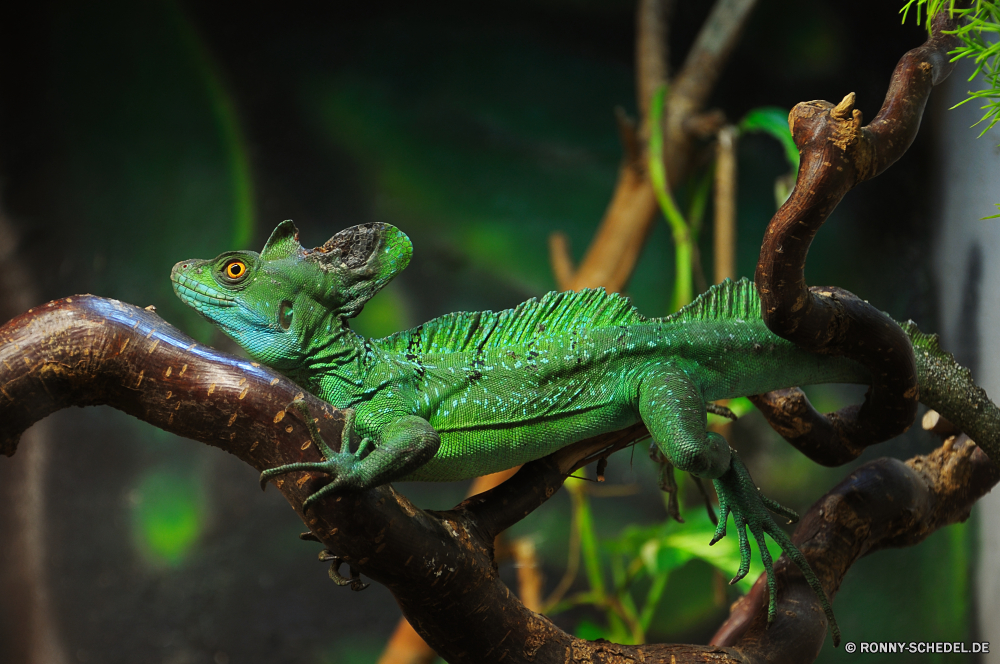 Troparium Butterfly Chamäleon Eidechse Reptil Wildtiere Smaragdeidechse Auge Leguan Drache Person gemeinsamen Leguan Haustier Skala Wirbeltiere Tarnung Wild Tiere Reptilien Branch Zoo Tropischer auf der Suche Erhaltung bunte Farbe Schließen exotische Sauriers gefährdet Kreatur — Baum ur Primitive Haut Schwanz gelb Dragoner Crawlen Skalen langsam Augen Pigment schwarz starrte Kopf Insektenfresser Reptilien Amphibie Frosch Wirbelsäule Tierwelt Haustiere Blatt Orange träge Arten Raubtier Gecko Wüste Pflanzen Gefahr langsam bewegen arboreal Wald Dschungel im freien closeup Umgebung Wasser Textfreiraum Körper Leben chameleon lizard reptile wildlife green lizard eye iguana dragon person common iguana pet scale vertebrate camouflage wild animals reptilian branch zoo tropical looking conservation colorful color close exotic saurian endangered creature tree primal primitive skin tail yellow dragoon crawling scales slow eyes pigment black staring head insectivore reptiles amphibian frog spine fauna pets leaf orange sluggish species predator gecko desert plants danger slow moving arboreal forest jungle outdoors closeup environment water copy space body life