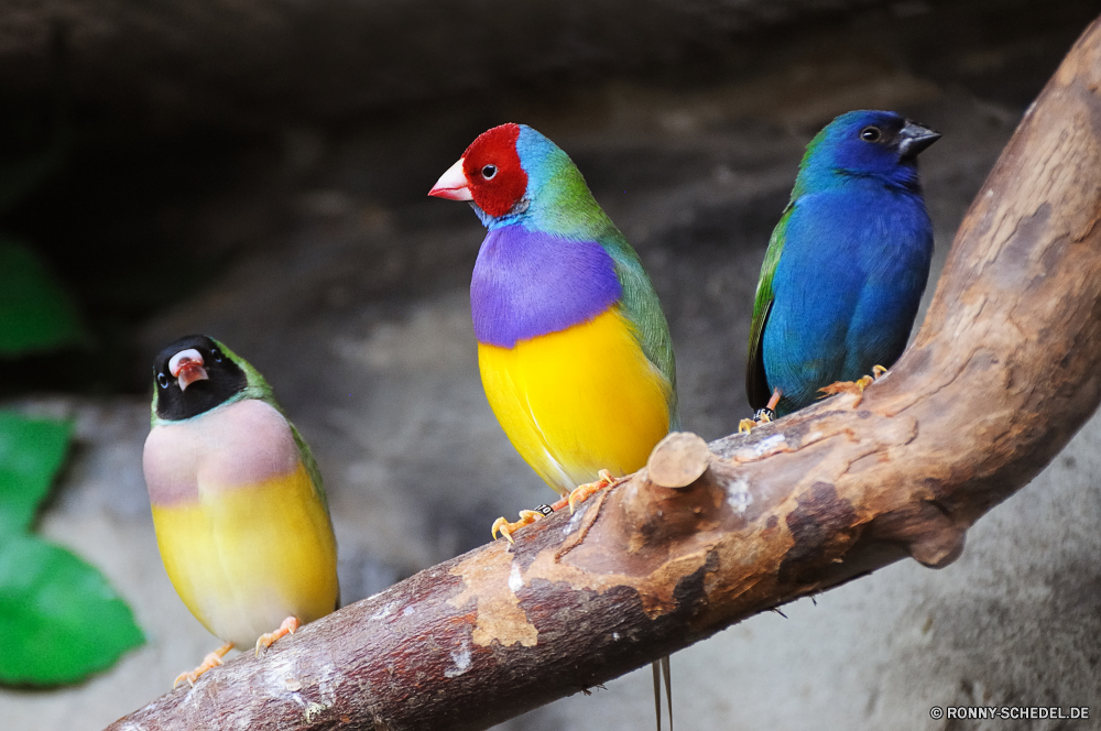 Troparium Butterfly Papagei Vogel Tukan Ara Schnabel Feder Wildtiere Tier Tropischer Wild Flügel gelb Zoo bunte exotische Haustier Vogelgrippe Federn Auge Branch Talos IV – Tabu Vögel Farbe Wald Baum Sittich Barsch Dschungel Park Kopf natürliche Schließen hell sitzen Haustiere Flügel Porträt Tierwelt Gefieder Tiere Papageien niedlich Regenbogen Orange Wirbeltiere fliegen Leben Multi Ornithologie schwarz Farben Rechnung thront gefiedert hocken ziemlich inländische im freien Voliere Arten im Gespräch lebendige closeup Aras Geflügel gefährdet Tropen Hals auf der Suche parrot bird toucan macaw beak feather wildlife animal tropical wild wing yellow zoo colorful exotic pet avian feathers eye branch menagerie birds color forest tree parakeet perch jungle park head natural close bright sitting pets wings portrait fauna plumage animals parrots cute rainbow orange vertebrate fly life multi ornithology black colors bill perched feathered perching pretty domestic outdoors aviary species talking vivid closeup macaws fowl endangered tropics neck looking