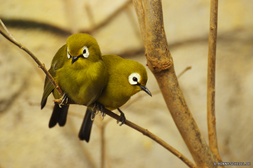 Troparium Butterfly Vogel Wildtiere Schnabel Feder Taube Flügel Tier Wild Waldsänger Federn Vögel Baum Vogelgrippe gelb Auge fliegen Park Branch Flügel Ornithologie Ente Schließen natürliche Tiere schwarz Gerät Wasser Papagei sitzen Porträt Kopf Wirbeltiere Natur Frühling niedlich Barsch Haustiere Wald Leben Tropischer bunte See woody plant im freien Stockente Taube wenig closeup Tierwelt Flug zwei im freien Farbe Schnee Haustier grau Lebensraum Essen gerade Teich Schwanz Winter Holz Verbindungselement Wäscheklammer auf der Suche Ara bird wildlife beak feather dove wing animal wild warbler feathers birds tree avian yellow eye fly park branch wings ornithology duck close natural animals black device water parrot sitting portrait head vertebrate nature spring cute perch pets forest life tropical colorful lake woody plant outdoors mallard pigeon little closeup fauna flight two outdoor color snow pet gray habitat food watching pond tail winter wood fastener clothespin looking macaw