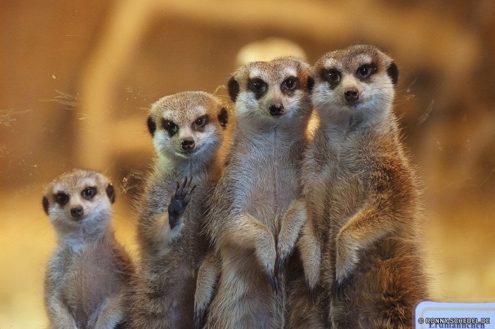 Troparium Butterfly Säugetier Wildtiere Wild Pelz niedlich Zoo Tiere Kreatur — Gesicht pelzigen Affe Augen Schwanz liebenswert Primas Schnauze Säugetiere Braun Mungo Auge Eichhörnchen Nagetier auf der Suche Warnung neugierig Haare Affe stehende behaarte Süden Wüste Porträt Wache schöne Ohr sitzen wenig Wildnis lustig wachsamen Bestie Kopf Schnurrhaare Safari Erhaltung Grimasse Schließen Aufmerksamkeit Nase Mund Suche Familie winzige Tierwelt Fels Gras süß Katze gelb ziemlich schwarz Fanny Zoologische Suchen stielaugen Boden Hund Park Lemur imitieren bunte kuschelig gemeinsame Neugier Dschungel Kätzchen Ökologie Haustier inländische Farbe An mammal wildlife wild fur cute zoo animals creature face furry monkey eyes tail adorable primate snout mammals brown mongoose eye squirrel rodent looking alert curious hair ape standing hairy south desert portrait guard lovely ear sitting little wilderness funny watchful beast head whiskers safari conservation grimace close attention nose mouth lookout family tiny fauna rock grass sweet cat yellow pretty black fanny zoological look stare ground dog park lemur mimic colorful cuddly common curiosity jungle kitten ecology pet domestic color to