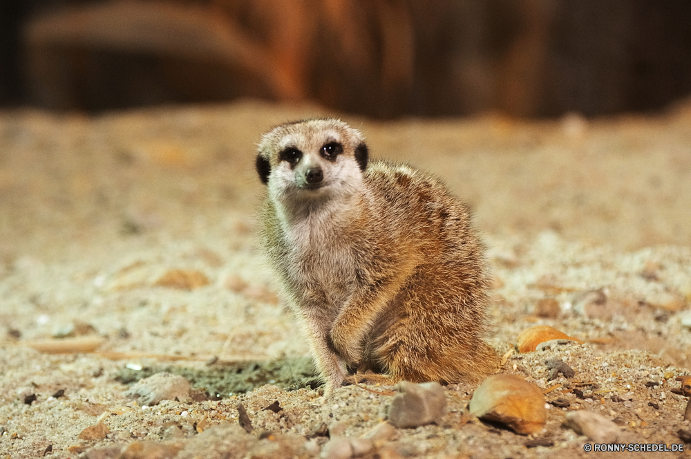 Troparium Butterfly Säugetier Wildtiere Wild Pelz niedlich Zoo Nagetier Schnauze Kreatur — Tiere Säugetiere Gesicht Schwanz Mungo Braun Warnung pelzigen Wüste Igel stehende Augen auf der Suche Süden dornige Auge Stachelschwein Hecke Eichhörnchen Borste Wache Wirbelsäule Nadel Haare Wildnis liebenswert wachsamen Hecke-Schwein behaarte Verteidigung Porträt Studio Pinole Affe Schnurrhaare Schließen Suche natürliche neugierig Raubtier Tierwelt Erhaltung Ökologie Kopf Familie Pfote Ohr Safari Fels sitzen Katze Primas Prärie stachelige südlichen Suchen winzige Aufmerksamkeit Nase Boden Hund Federkiele Bestie stielaugen Mund Schutz inländische Gras schöne wenig mammal wildlife wild fur cute zoo rodent snout creature animals mammals face tail mongoose brown alert furry desert hedgehog standing eyes looking south spiny eye porcupine hedge squirrel bristle guard spine needle hair wilderness adorable watchful hedge hog hairy defense portrait studio quill monkey whiskers close lookout natural curious predator fauna conservation ecology head family paw ear safari rock sitting cat primate prairie prickly southern look tiny attention nose ground dog quills beast stare mouth protection domestic grass lovely little