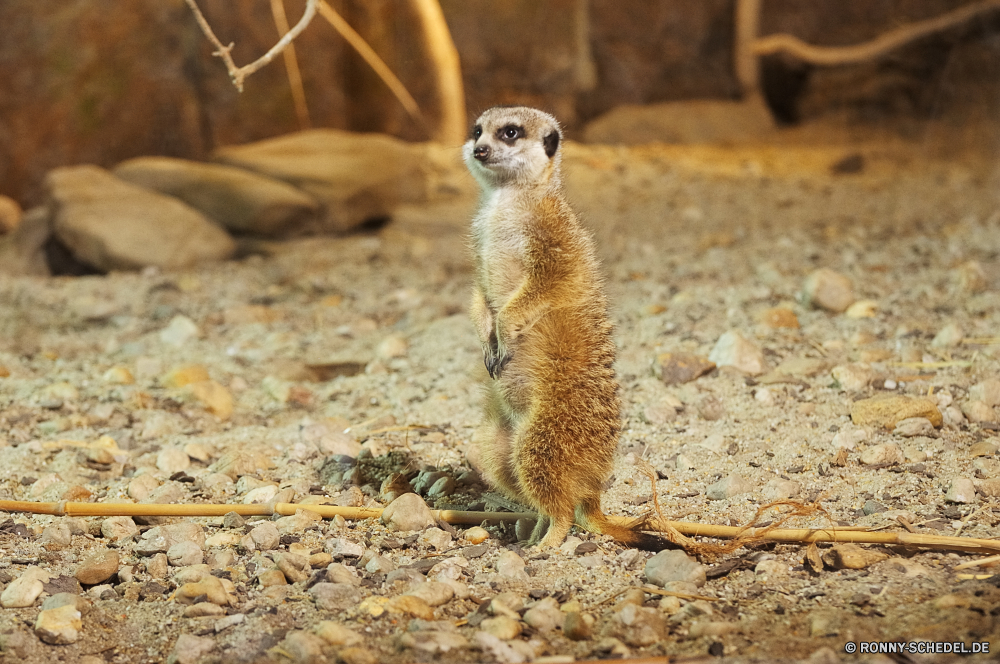 Troparium Butterfly Säugetier Wildtiere Wild Pelz niedlich Zoo Mungo pelzigen Tiere Kreatur — Gesicht Schwanz auf der Suche stehende Auge Nagetier liebenswert neugierig Augen Eichhörnchen Schnauze Säugetiere Braun Haare Warnung sitzen Ohr Porträt Katze Süden Wüste Vogel Haustier behaarte Wache Gras Kopf wenig lustig wachsamen Schnurrhaare Fels Suche Schließen winzige Tierwelt Katzenartige Feder Wildnis inländische Affe Familie Aufmerksamkeit stielaugen Kätzchen gelb Primas Neugier Suchen Boden Park schöne aufrecht Strauß Schnabel Mund im freien closeup mammal wildlife wild fur cute zoo mongoose furry animals creature face tail looking standing eye rodent adorable curious eyes squirrel snout mammals brown hair alert sitting ear portrait cat south desert bird pet hairy guard grass head little funny watchful whiskers rock lookout close tiny fauna feline feather wilderness domestic monkey family attention stare kitten yellow primate curiosity look ground park lovely upright ostrich beak mouth outdoors closeup