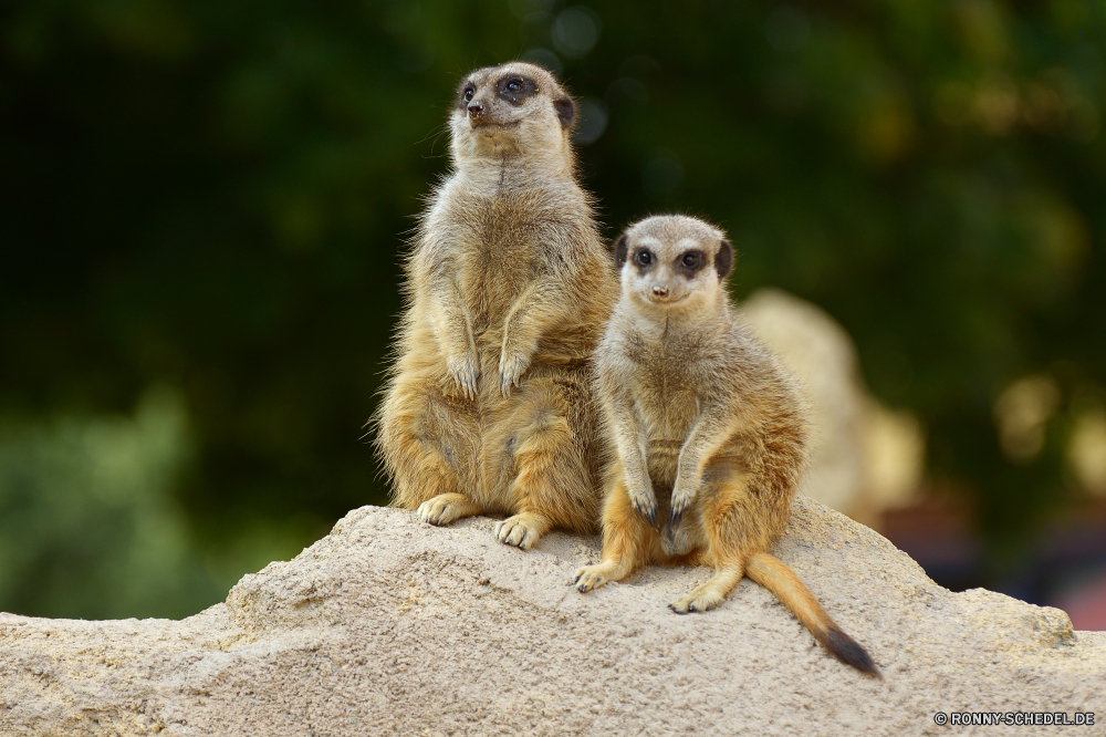 Zoo Hoyerswerda Säugetier Wildtiere Wild Pelz Affe Zoo niedlich Primas Tiere Affe Kreatur — Säugetiere Schwanz Gesicht pelzigen Nagetier Warnung Braun Eichhörnchen behaarte Augen Schnauze stehende liebenswert neugierig Süden Mungo Wache Safari auf der Suche Wüste Porträt Tierwelt Wildnis Bestie Ohr Auge Boden sitzen Haare wachsamen Affen schöne Fels lustig Suche Lemur Prärie Park Aufmerksamkeit stielaugen Hund Mund Schließen Mutter Primaten Grimasse winzige Schnurrhaare wenig Wald Erhaltung Zoologische Dschungel natürliche Familie gelb Fanny Gras gefährdet reservieren Essen Kopf bunte Suchen ziemlich mammal wildlife wild fur monkey zoo cute primate animals ape creature mammals tail face furry rodent alert brown squirrel hairy eyes snout standing adorable curious south mongoose guard safari looking desert portrait fauna wilderness beast ear eye ground sitting hair watchful monkeys lovely rock funny lookout lemur prairie park attention stare dog mouth close mother primates grimace tiny whiskers little forest conservation zoological jungle natural family yellow fanny grass endangered reserve eating head colorful look pretty