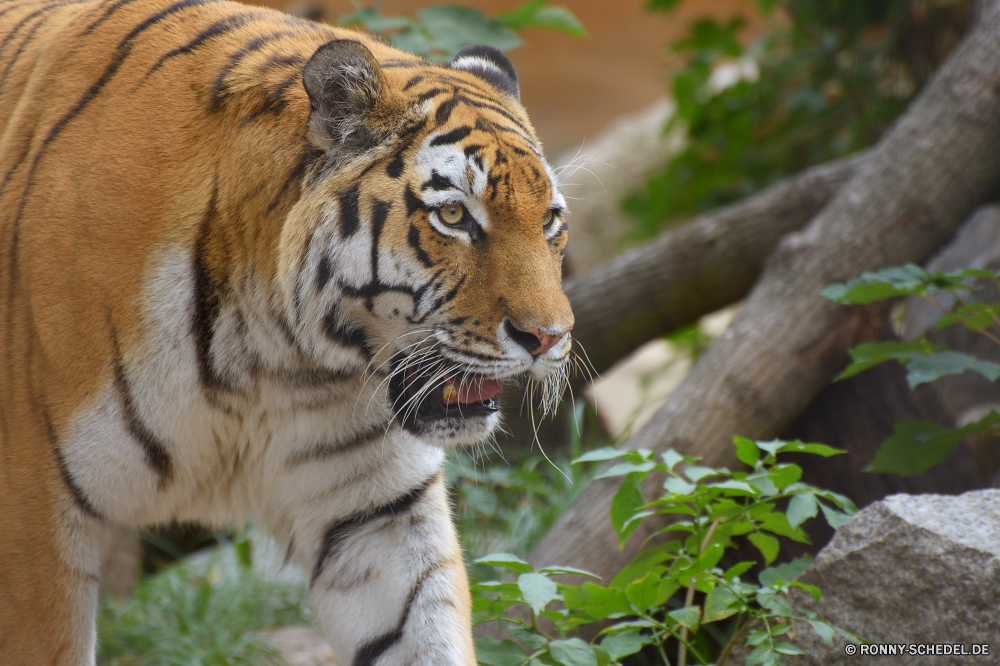 Zoo Hoyerswerda Tiger Katze Katzenartige Großkatze Raubtier Wildtiere Wild Zoo Streifen Fleischfresser Pelz Tiger cat Dschungel gestreift Jäger Säugetier Hauskatze Safari Jagd Tiger Katzen gefährliche Haustier Bestie Schnurrhaare Tigerin Tiere heftige Gefahr Wildkatze Mund Kopf Orange Gefangenschaft Jagd stielaugen leistungsstarke Schließen Blick schwarz Säugetiere Streifen Porträt starrte Nase Kreatur — Auge Augen Stiel eine Zähne gefährdet Attack Haare majestätisch barthaare Zorn Erhaltung Muster Ohr Suchen Wald closeup Leopard macht Männchen Klaue wütend in Gefangenschaft Zunge auf der Suche Gras sitzen Gesicht Arten pelzigen nach unten liegend Wasser tiger cat feline big cat predator wildlife wild zoo stripes carnivore fur tiger cat jungle striped hunter mammal domestic cat safari hunt tigers cats dangerous domestic animal beast whiskers tigress animals fierce danger wildcat mouth head orange captivity hunting stare powerful close gaze black mammals stripe portrait staring nose creature eye eyes stalk one teeth endangered attack hair majestic whisker anger conservation pattern ear look forest closeup leopard power male claw angry captive tongue looking grass sitting face species furry down lying water