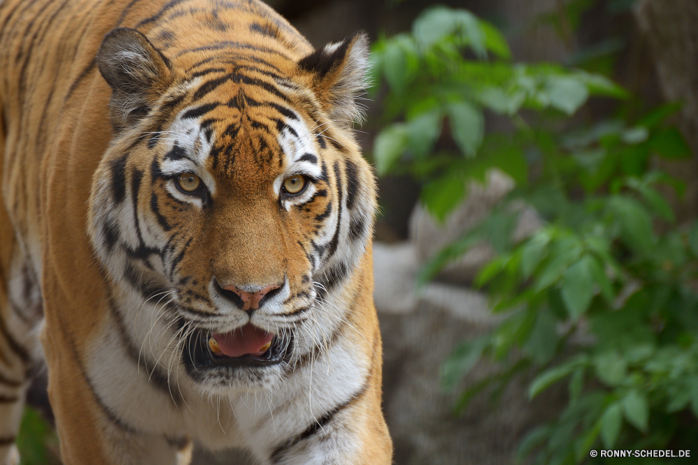 Zoo Hoyerswerda Tiger Großkatze Katze Katzenartige Raubtier Wildtiere Wild Zoo Streifen Pelz Fleischfresser Säugetier Dschungel gestreift Jäger Safari Tiger Katzen Jagd gefährliche Tiere Bestie Schnurrhaare Tigerin Gefahr Wildkatze heftige Tiger cat Orange Mund Kopf Gefangenschaft starrte stielaugen Auge Hauskatze Jagd Porträt leistungsstarke Kreatur — Schließen Blick Stiel schwarz Zähne Augen barthaare Streifen majestätisch Säugetiere Nase Erhaltung Haustier Haare gefährdet eine Zorn Attack Männchen pelzigen Suchen Muster closeup macht Leopard Klaue auf der Suche Wald Gras Ohr sitzen Gesicht Zunge wütend Studio Wasser tiger big cat cat feline predator wildlife wild zoo stripes fur carnivore mammal jungle striped hunter safari tigers cats hunt dangerous animals beast whiskers tigress danger wildcat fierce tiger cat orange mouth head captivity staring stare eye domestic cat hunting portrait powerful creature close gaze stalk black teeth eyes whisker stripe majestic mammals nose conservation domestic animal hair endangered one anger attack male furry look pattern closeup power leopard claw looking forest grass ear sitting face tongue angry studio water