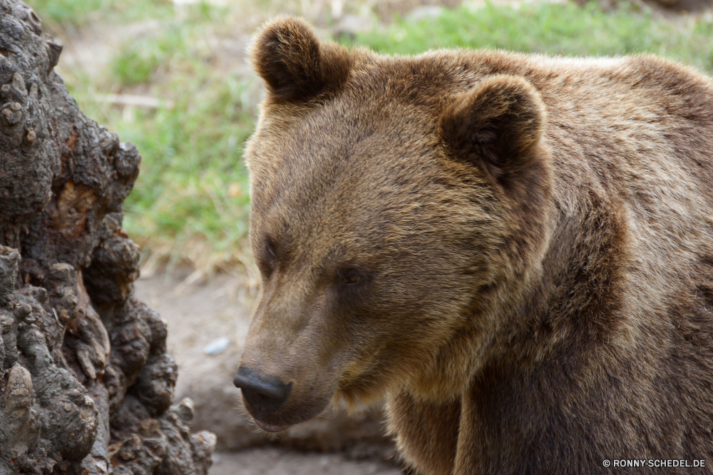 Zoo Hoyerswerda Brauner Bär Bär Säugetier Wildtiere Wild Pelz Raubtier Tiere Braun Zoo Fleischfresser pelzigen niedlich Safari Katze Jäger Tierwelt Bestie Löwe ruhelosigkeit Gefahr gefährliche Zähne Hund Bären Pfote reservieren natürliche Augen Gesicht Süden Hyäne Schließen Polar aggressive Park Katzenartige Erhaltung Grizzly Umgebung Teddy Spiel Wildnis Kopf Reisen kuschelig Haare Nase Winter Osten Arktis Lebensraum stielaugen Norden Tourismus Haustier Schnee Auge Gras brown bear bear mammal wildlife wild fur predator animals brown zoo carnivore furry cute safari cat hunter fauna beast lion resting danger dangerous teeth dog bears paw reserve natural eyes face south hyena close polar aggressive park feline conservation grizzly environment teddy game wilderness head travel cuddly hair nose winter east arctic habitat stare north tourism pet snow eye grass