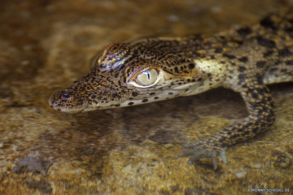 Zoo Hoyerswerda Eidechse Gebänderte gecko Gecko Reptil Wildtiere Krokodil Wild Alligator Eidechse Auge Skala Tiere gefährliche Tropischer Alligator Schlange Kreatur — Kopf Drache Haustier Raubtier Reptilien Gefahr Zoo Wasser Erhaltung exotische Wirbeltiere Park Schließen Frosch Leguan Skalen Arten Amphibie Farbe closeup im freien Reptilien wildes Tier Textfreiraum Fels auf der Suche Wilde Tiere Felsen im freien u-s Riese Fleischfresser getupft Schwanz außerhalb Mund Haut Eidechsen Leopard ein Tier Tarnung gefährdet Zähne Fuß Detail Wilde Tiere ur Sauriers Herpetologie Dinosaurier Primitive Crawlen Sand Zoologie Wald Buchse starrte aquatische Tierwelt Monitor Wüste nationalen Fisch Fluss Blatt lizard banded gecko gecko reptile wildlife crocodile wild alligator lizard eye scale animals dangerous tropical alligator snake creature head dragon pet predator reptilian danger zoo water conservation exotic vertebrate park close frog iguana scales species amphibian color closeup outdoors reptiles wild animal copy space rock looking wild animals rocks outdoor u s giant carnivore spotted tail outside mouth skin lizards leopard one animal camouflage endangered teeth walking detail animals wild primal saurian herpetology dinosaur primitive crawling sand zoology forest jack staring aquatic fauna monitor desert national fish river leaf